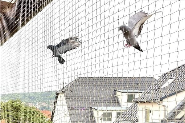 Bird Netting Installation Services