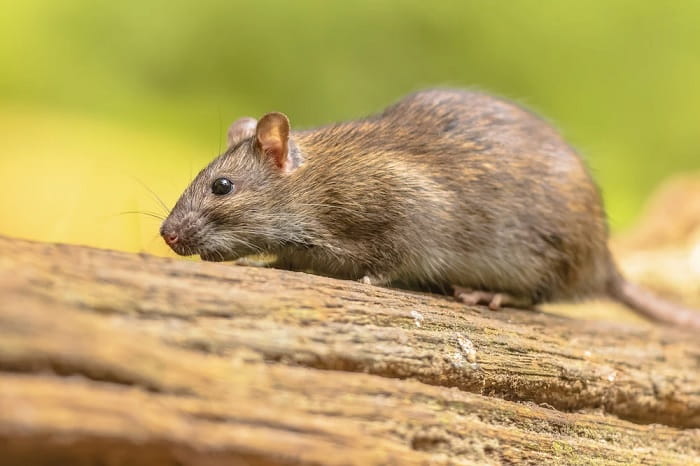 Rat Control Services