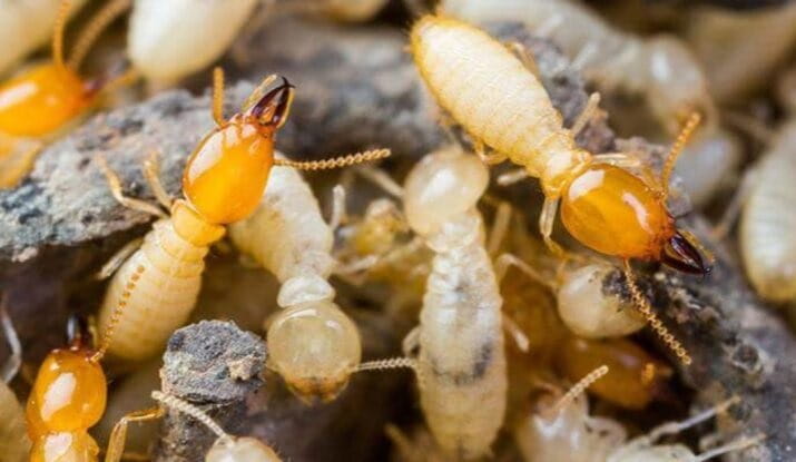 Termite Control Services