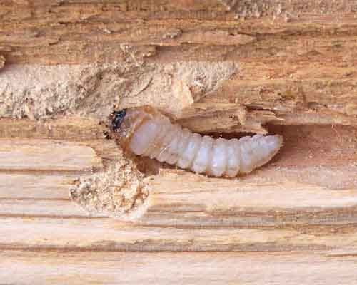 Wood Borer Control Services